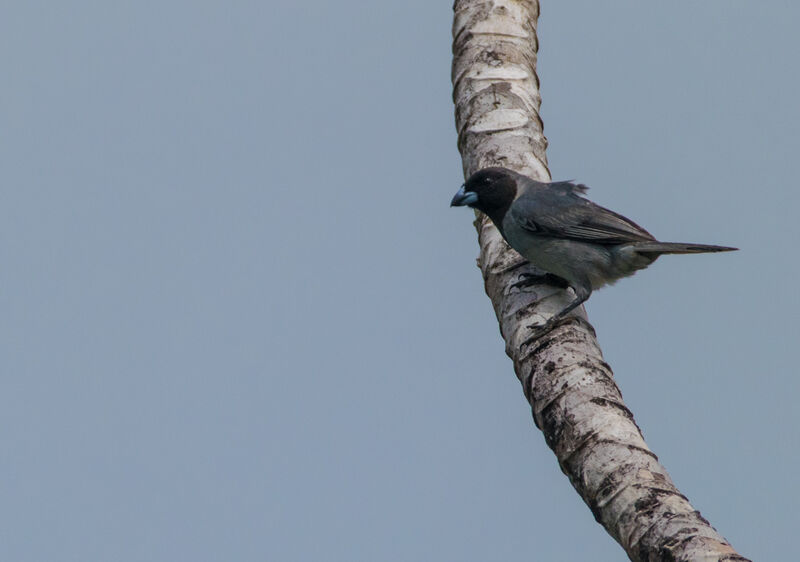 Black-faced Tanager