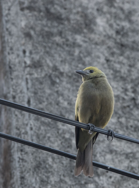 Palm Tanager