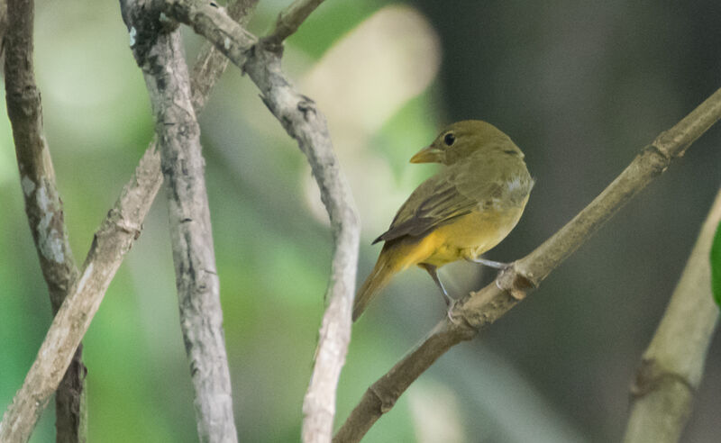 Summer Tanager