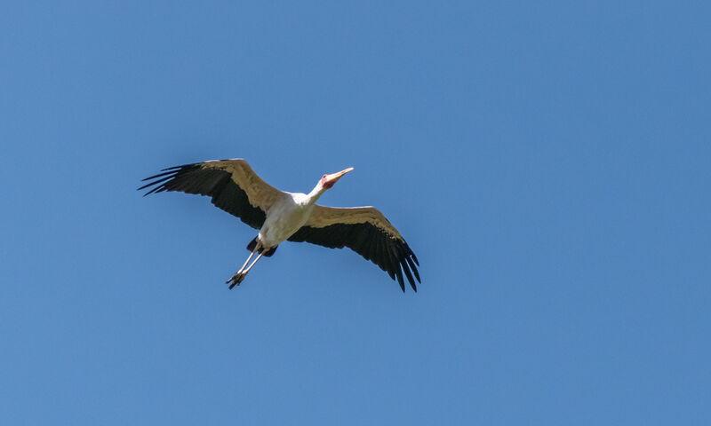 Yellow-billed Stork