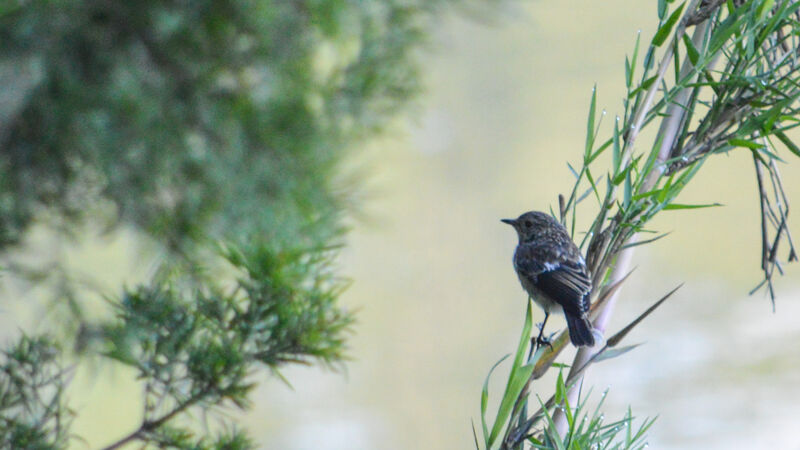 Madagascar Stonechat