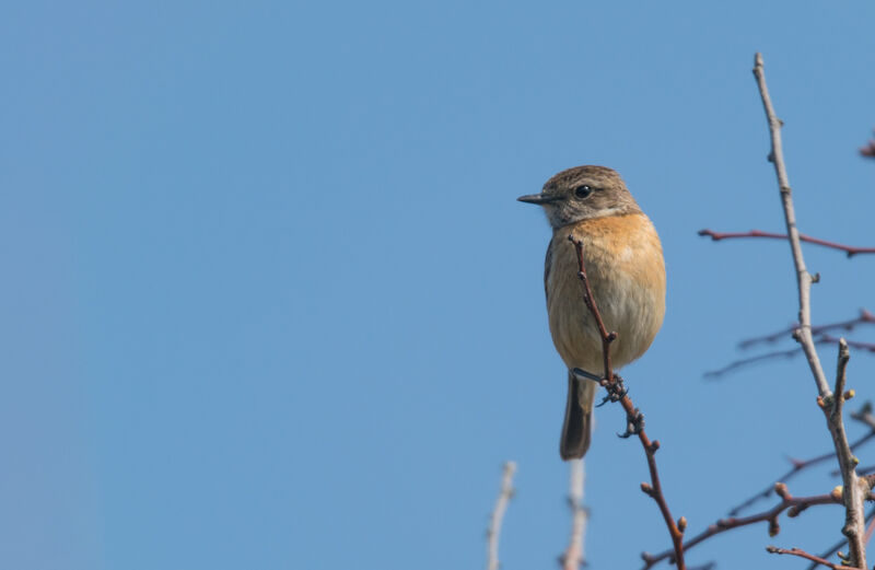 European Stonechat