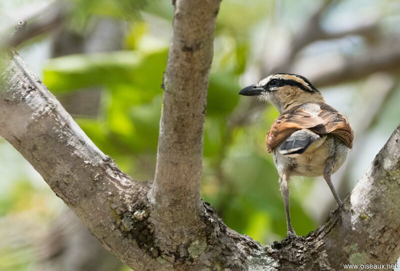 Black-crowned Tchagra