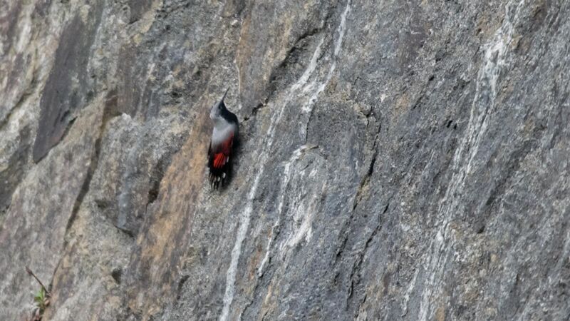 Wallcreeper