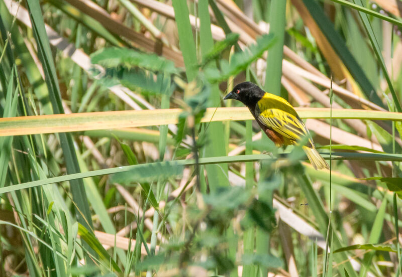 Tisserin à dos d'or