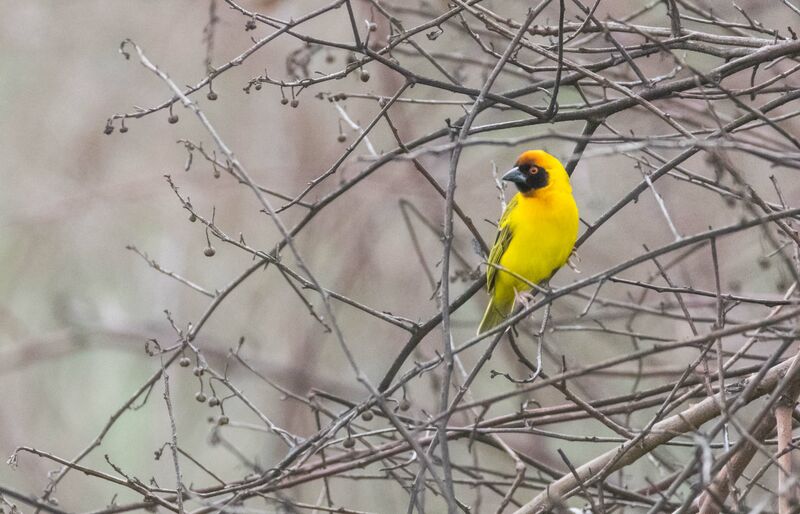 Vitelline Masked Weaver