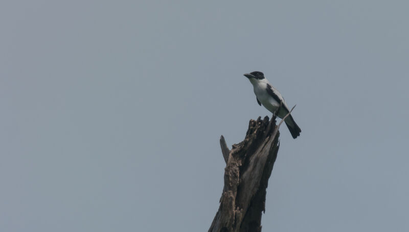 Black-crowned Tityra