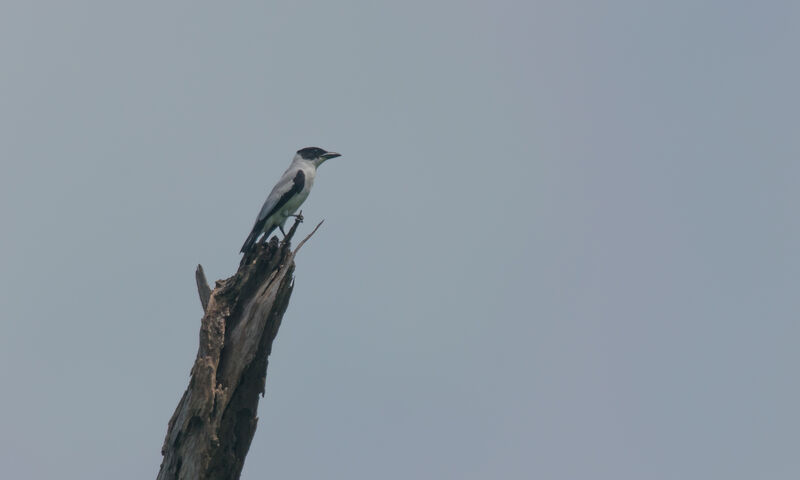 Black-crowned Tityra