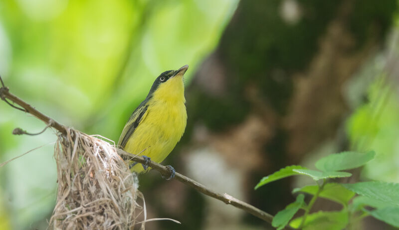 Common Tody-Flycatcher