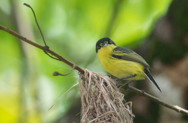 Common Tody-Flycatcher