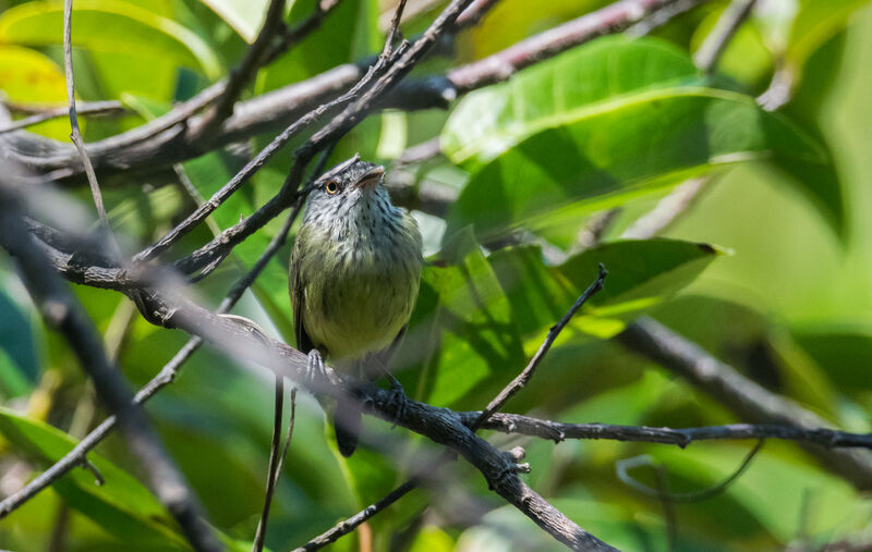 Spotted Tody-Flycatcher