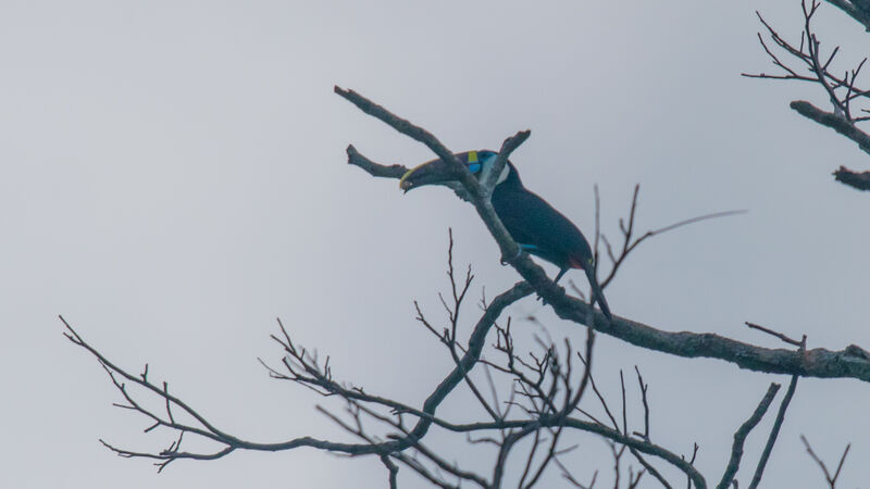 White-throated Toucan