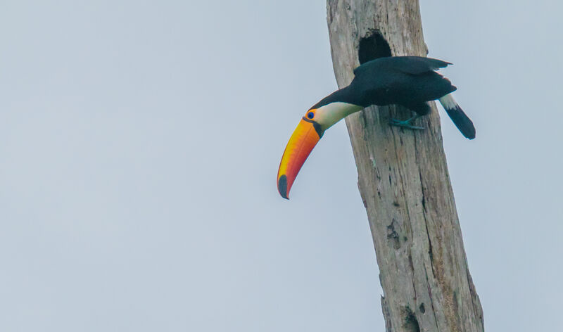 Toco Toucan