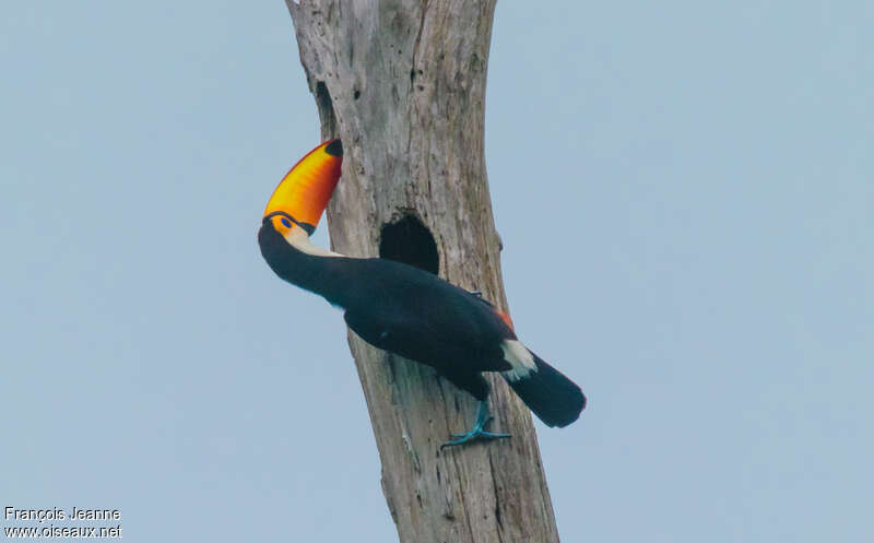 Toco Toucanadult, Reproduction-nesting