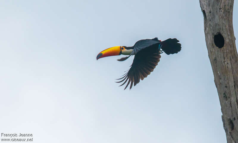 Toco Toucanadult, Flight