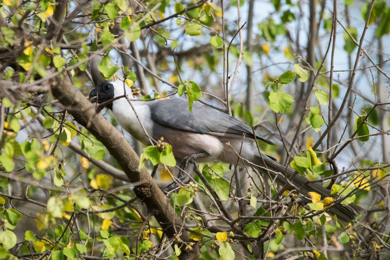 Bare-faced Go-away-bird