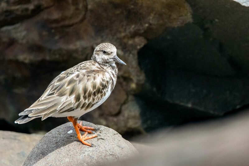 Ruddy Turnstone