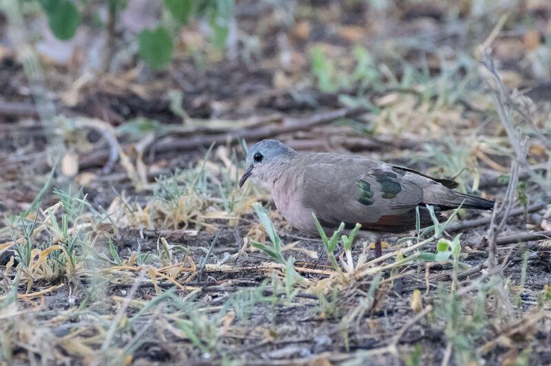 Black-billed Wood Dove