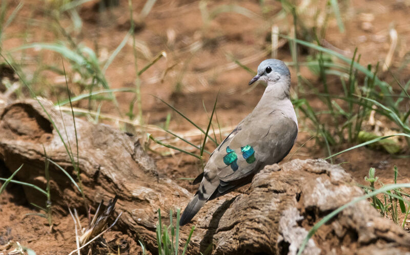 Emerald-spotted Wood Dove