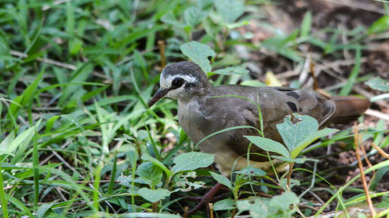 Tambourine Dove