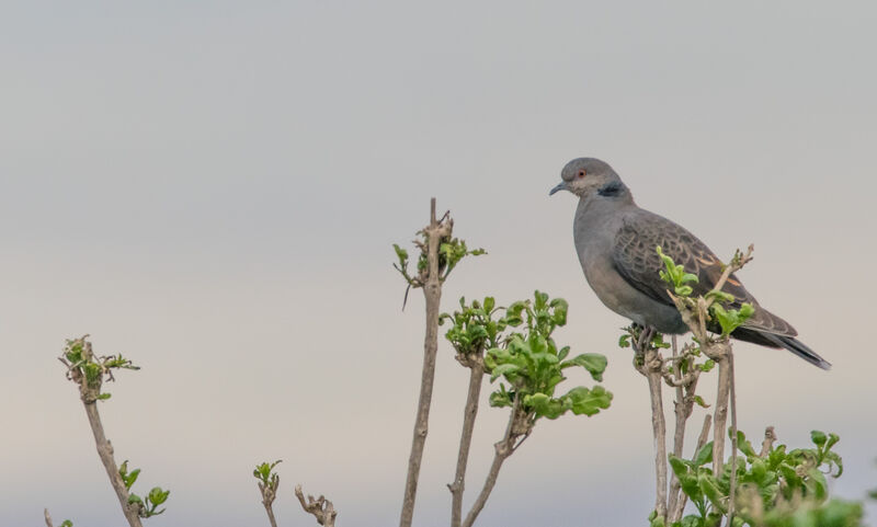 Dusky Turtle Dove