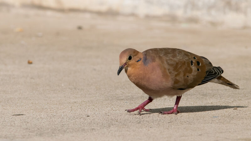 Zenaida Dove