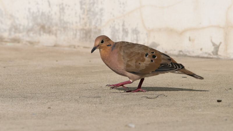 Zenaida Dove