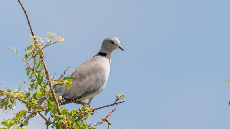 Ring-necked Dove