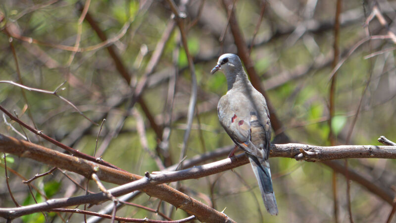 Namaqua Dove