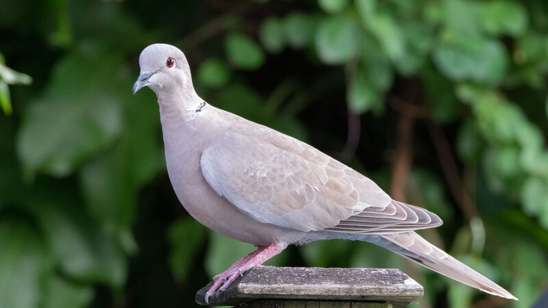 Eurasian Collared Dove