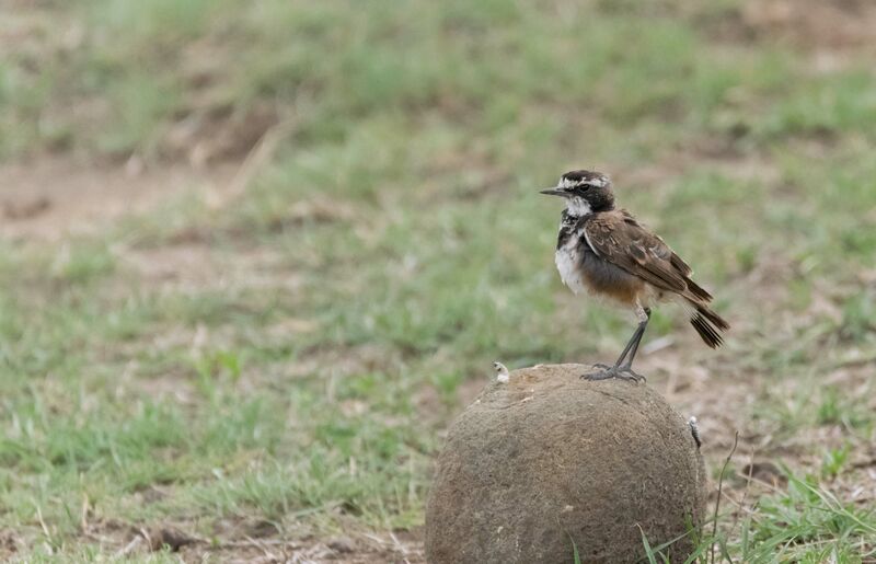 Capped Wheatear