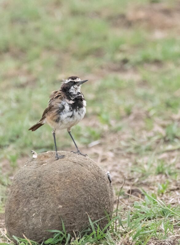 Capped Wheatear