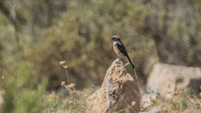 Western Black-eared Wheatear