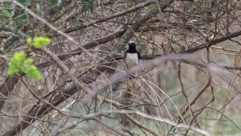 Pied Wheatear