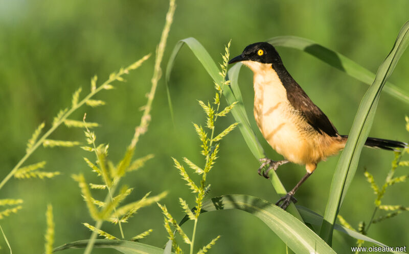 Black-capped Donacobius