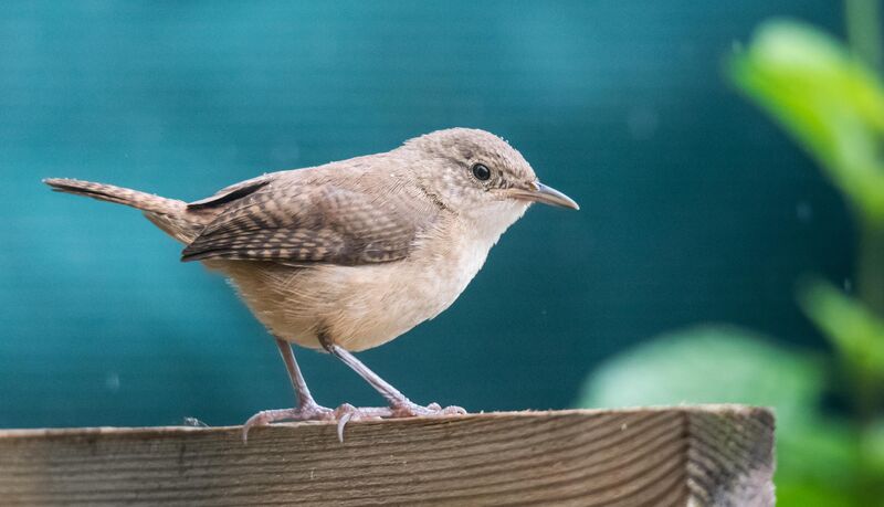 Southern House Wren