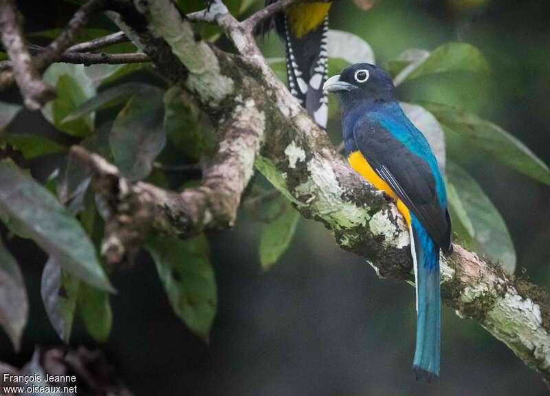 Green-backed Trogon male adult, identification