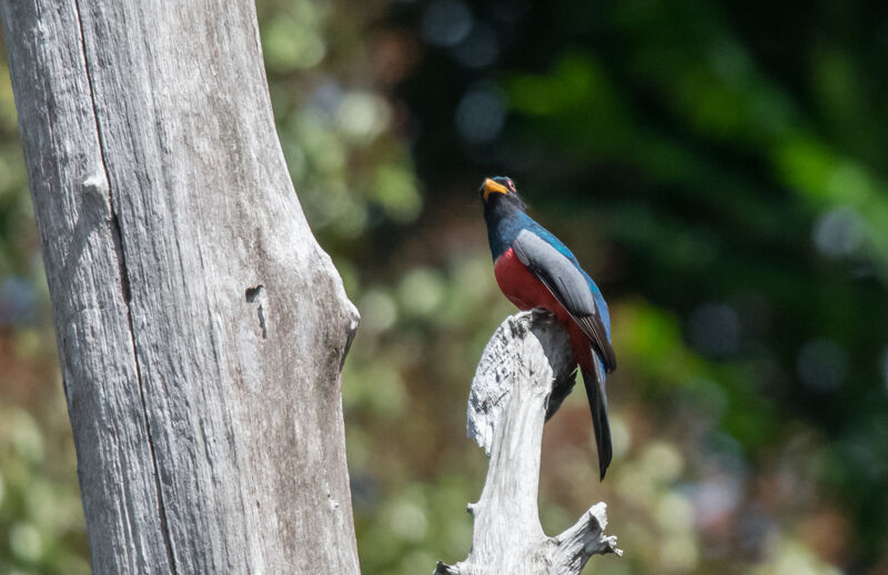 Black-tailed Trogon