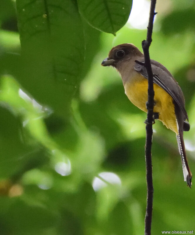 Black-throated Trogon