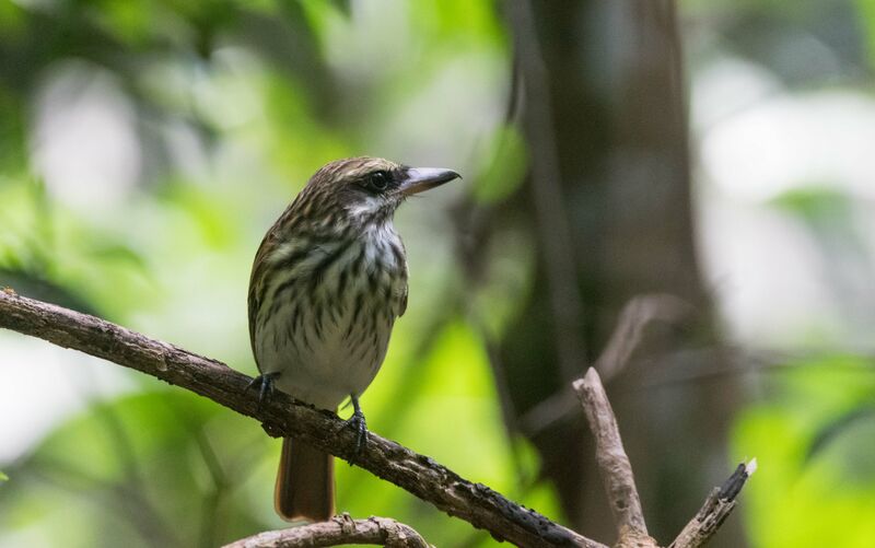 Streaked Flycatcher