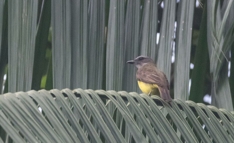 Sulphury Flycatcher