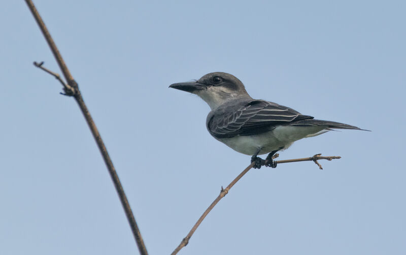 Grey Kingbird