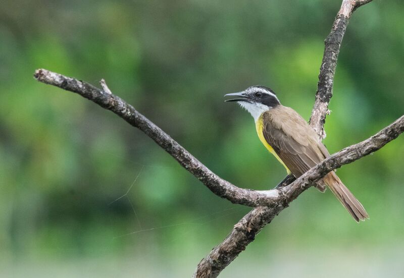 Lesser Kiskadee