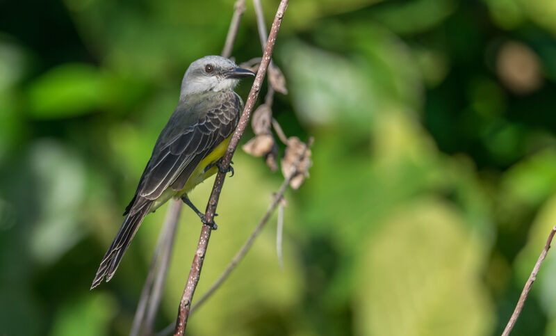 Tropical Kingbird