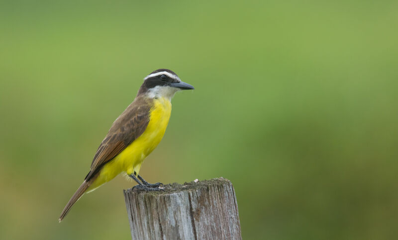 Great Kiskadee