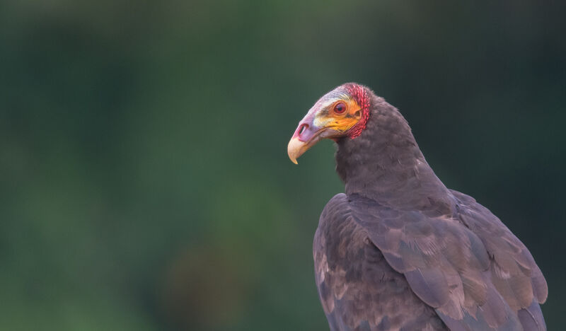 Lesser Yellow-headed Vulture