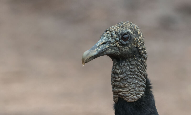 Black Vulture