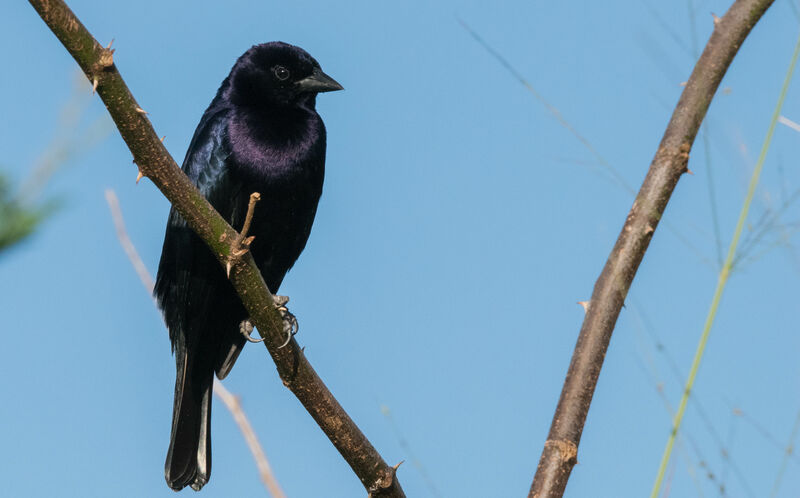 Shiny Cowbird