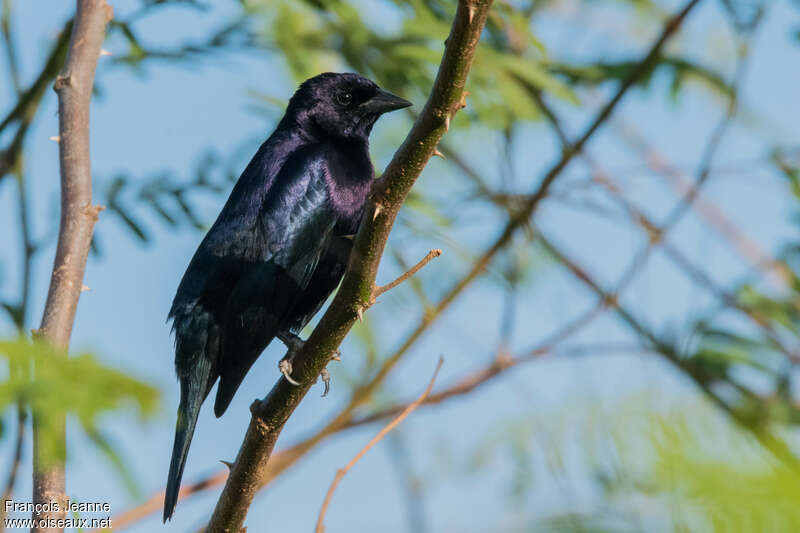 Shiny Cowbird male adult breeding, identification