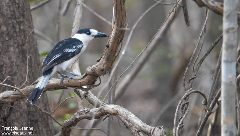 Vanga écorcheuradulte, identification